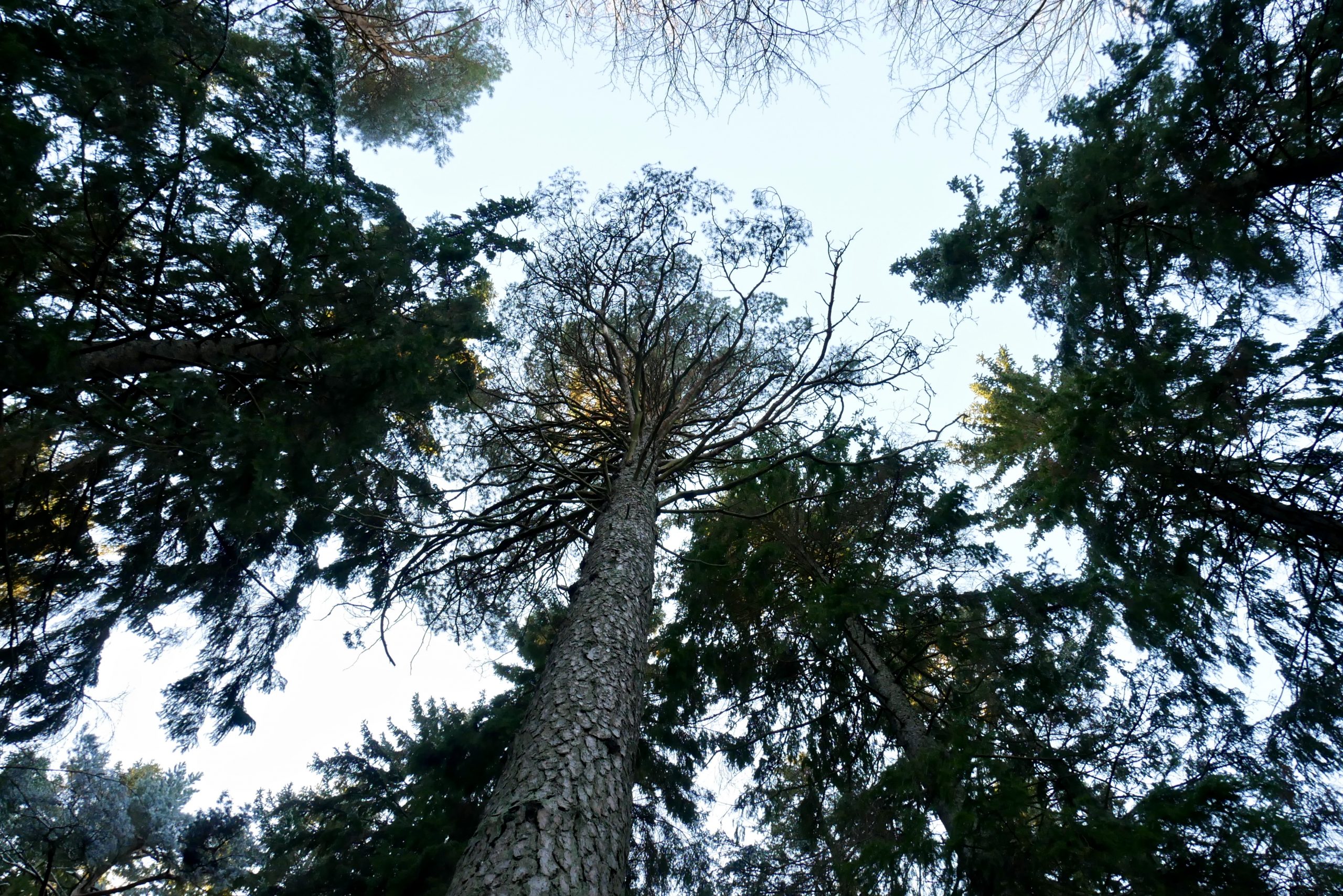 Read more about the article The Healing Power of Trees