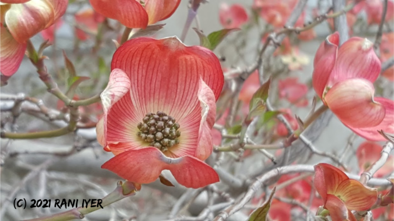 Read more about the article Nurture Better Brain by Nature Walking