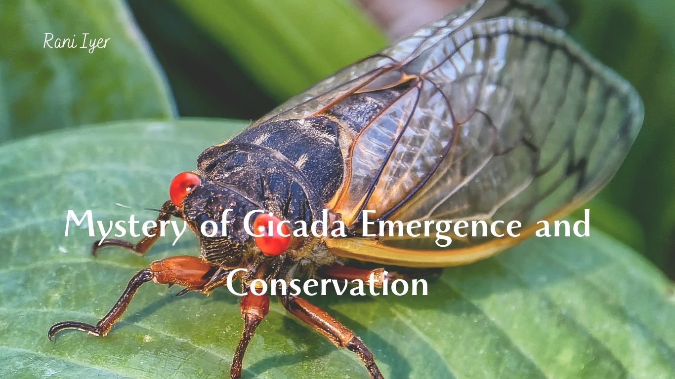 The Resilient Buzz: Unveiling the Mysteries of Cicada Emergence and How Conservation Efforts Can Help