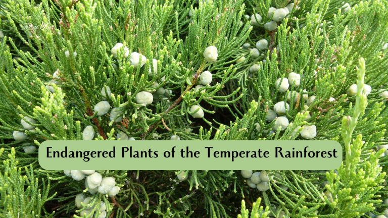 Read more about the article Discover the Hidden Treasures: Endangered Plants of the Temperate Rainforest and Their Fight for Survival